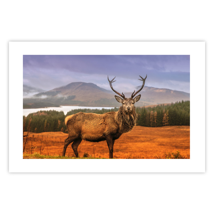 Poster Scottish Stag - majestic deer against forest landscape and mountain range 117294 additionalImage 25