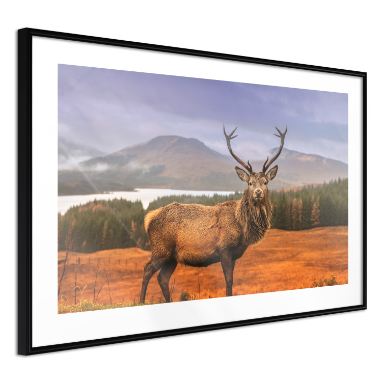 Poster Scottish Stag - majestic deer against forest landscape and mountain range 117294 additionalImage 13