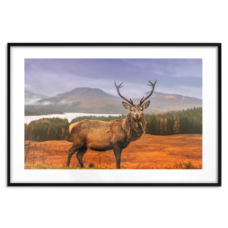 Poster Scottish Stag - majestic deer against forest landscape and mountain range 117294 additionalImage 17