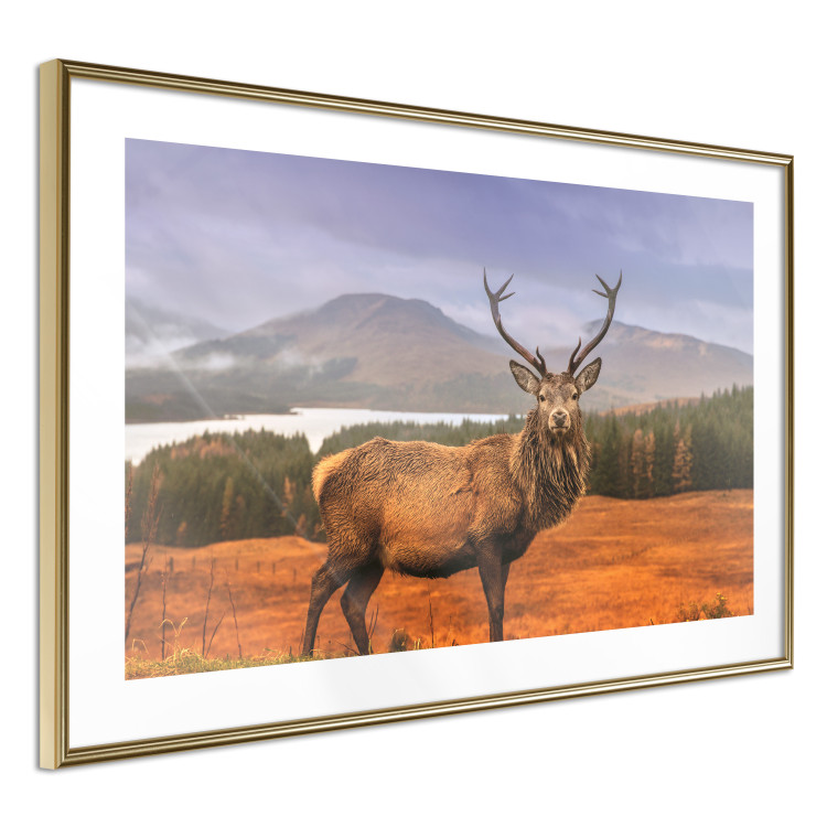 Poster Scottish Stag - majestic deer against forest landscape and mountain range 117294 additionalImage 8