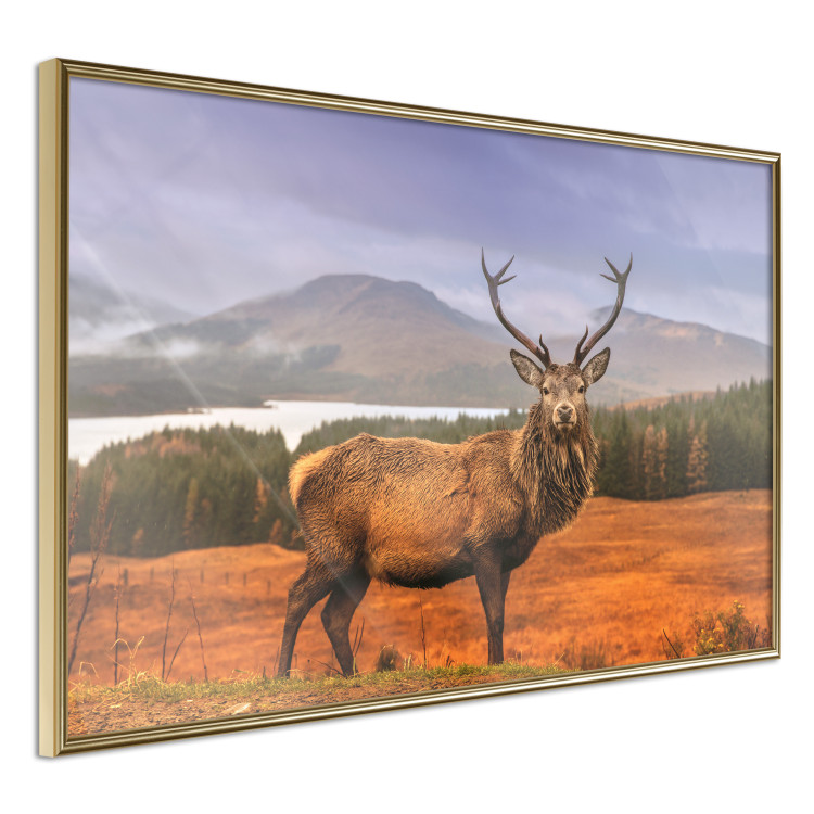 Poster Scottish Stag - majestic deer against forest landscape and mountain range 117294 additionalImage 14