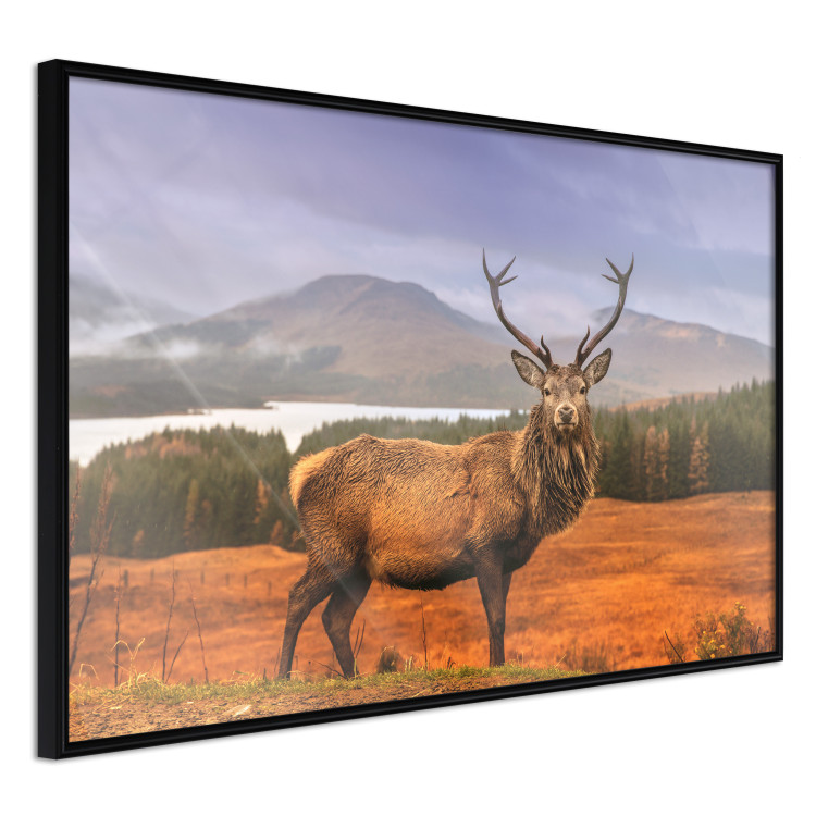 Poster Scottish Stag - majestic deer against forest landscape and mountain range 117294 additionalImage 12