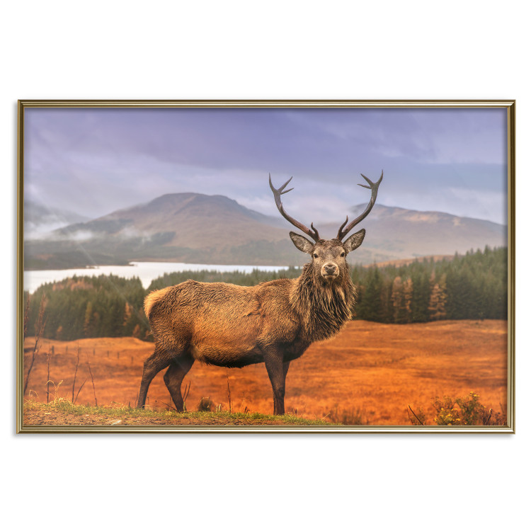 Poster Scottish Stag - majestic deer against forest landscape and mountain range 117294 additionalImage 20