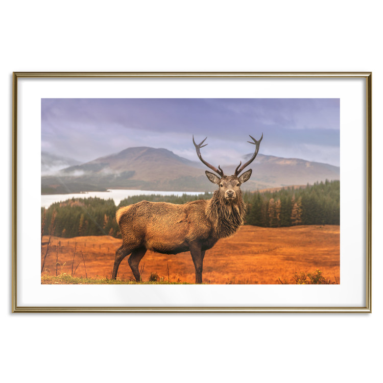 Poster Scottish Stag - majestic deer against forest landscape and mountain range 117294 additionalImage 16