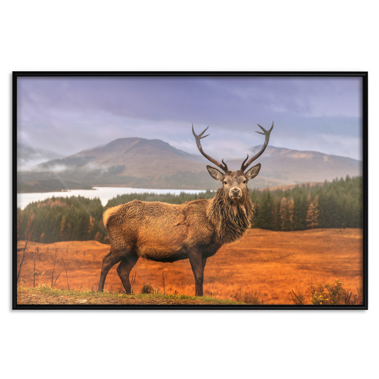 Poster Scottish Stag - majestic deer against forest landscape and mountain range 117294 additionalImage 24