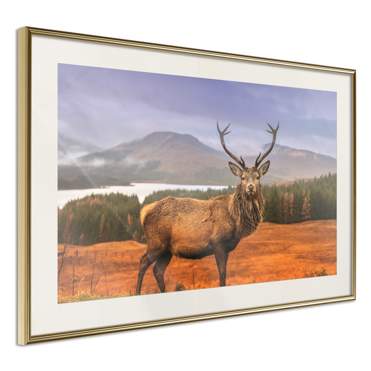 Poster Scottish Stag - majestic deer against forest landscape and mountain range 117294 additionalImage 2