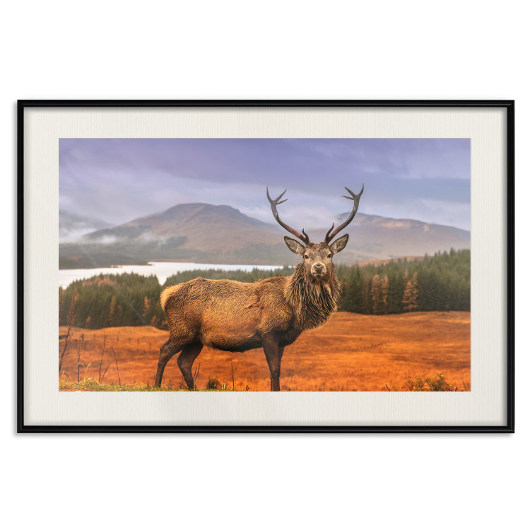 Poster Scottish Stag - majestic deer against forest landscape and mountain range 117294 additionalImage 18
