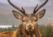 Poster Scottish Stag - majestic deer against forest landscape and mountain range 117294 additionalThumb 11