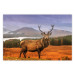 Poster Scottish Stag - majestic deer against forest landscape and mountain range 117294