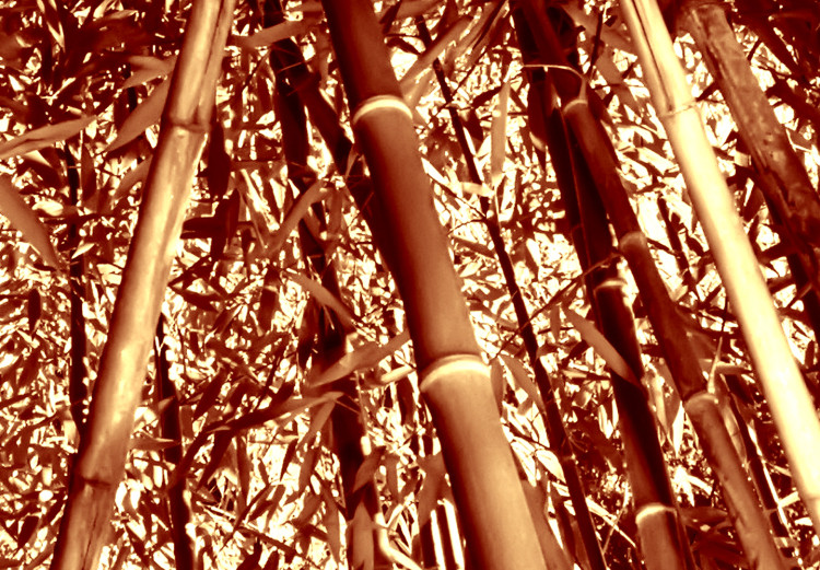 Wall Poster Tall Bamboo - natural bamboo trees in brown light 123894 additionalImage 9