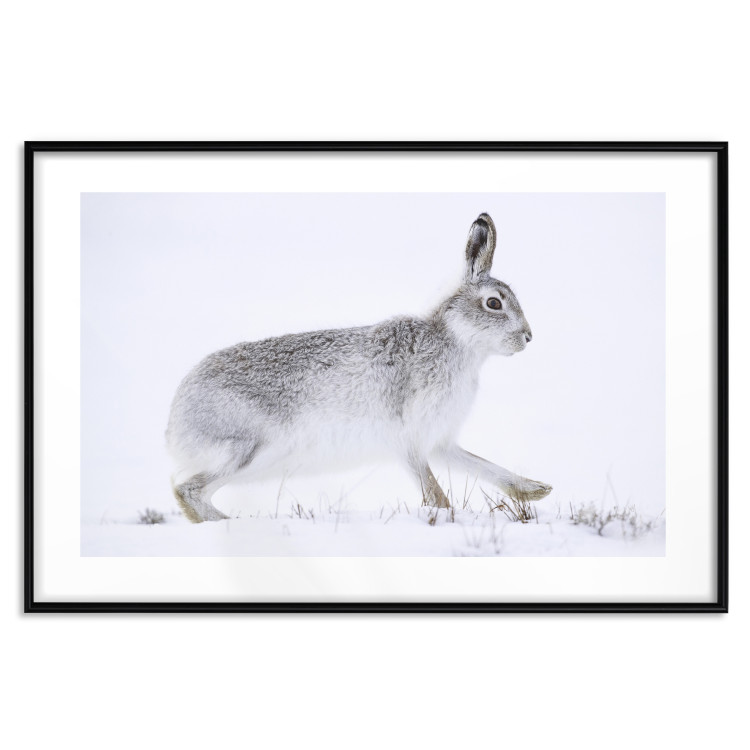 Wall Poster Rabbit 123994 additionalImage 17