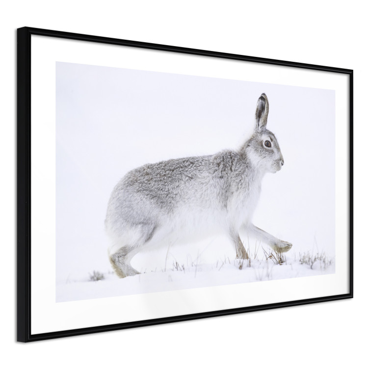 Wall Poster Rabbit 123994 additionalImage 13