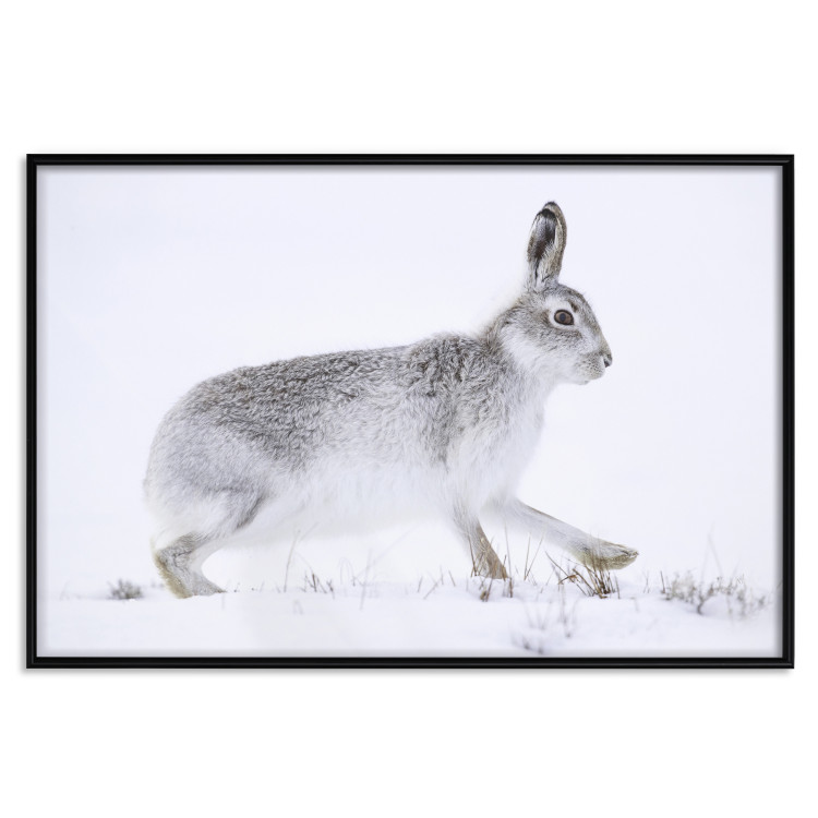 Wall Poster Rabbit 123994 additionalImage 24