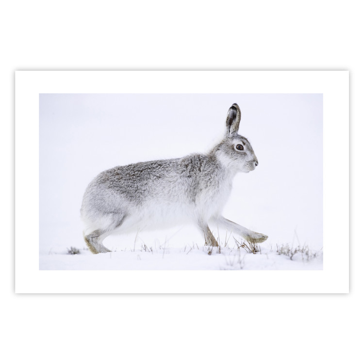 Wall Poster Rabbit 123994 additionalImage 25