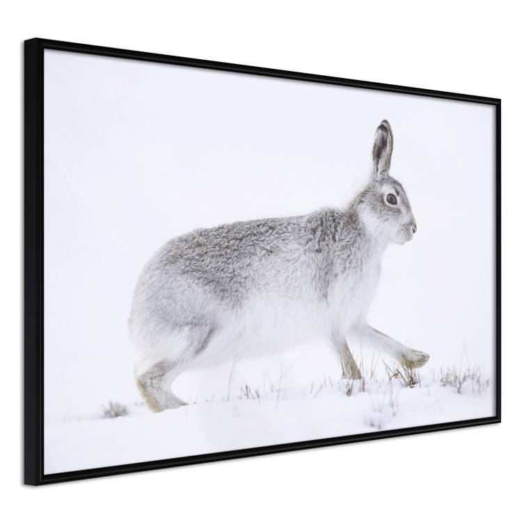 Wall Poster Rabbit 123994 additionalImage 12