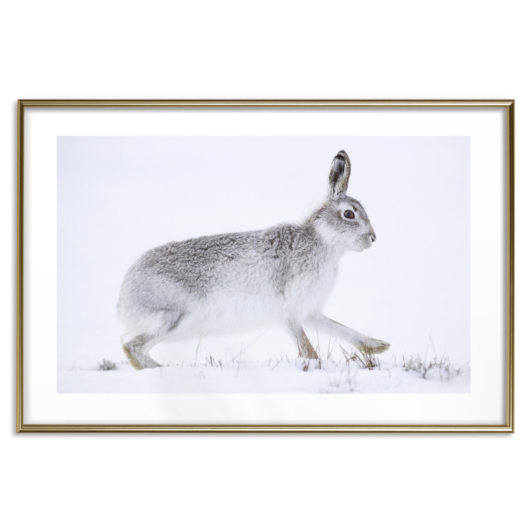 Wall Poster Rabbit 123994 additionalImage 16