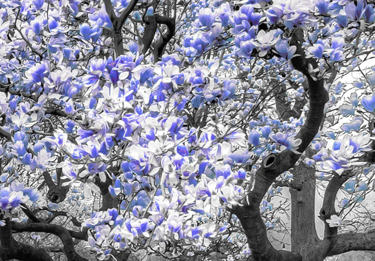 Canvas Art Print Blooming Magnolias - triptych with magnolia trees and violet flowers 128794 additionalImage 4