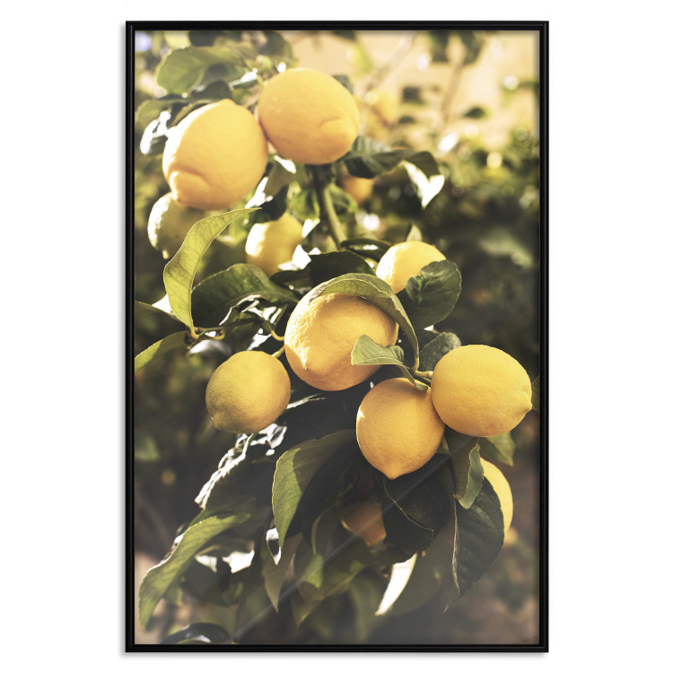 Poster Italian Citrus - composition with yellow lemons against green plants 135894 additionalImage 6