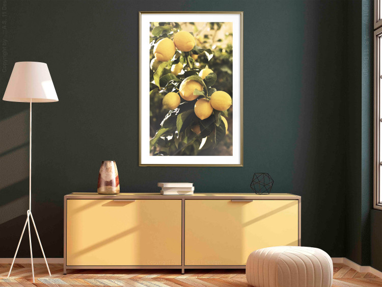 Poster Italian Citrus - composition with yellow lemons against green plants 135894 additionalImage 9