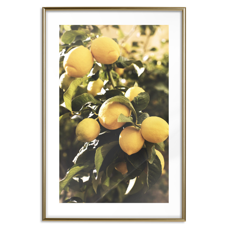 Poster Italian Citrus - composition with yellow lemons against green plants 135894 additionalImage 2