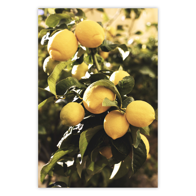 Poster Italian Citrus - composition with yellow lemons against green plants 135894