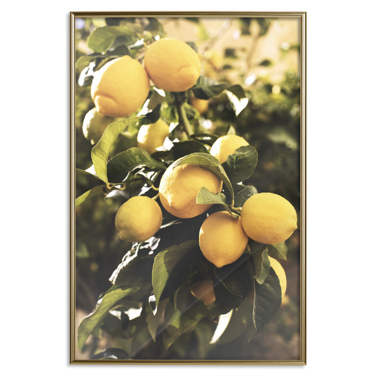 Poster Italian Citrus - composition with yellow lemons against green plants 135894 additionalImage 4