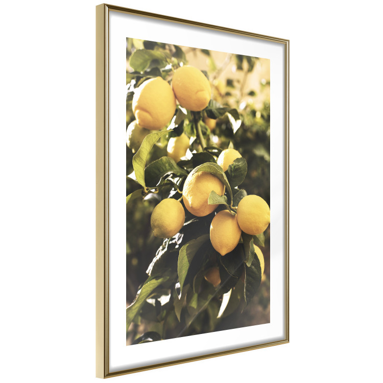 Poster Italian Citrus - composition with yellow lemons against green plants 135894 additionalImage 13