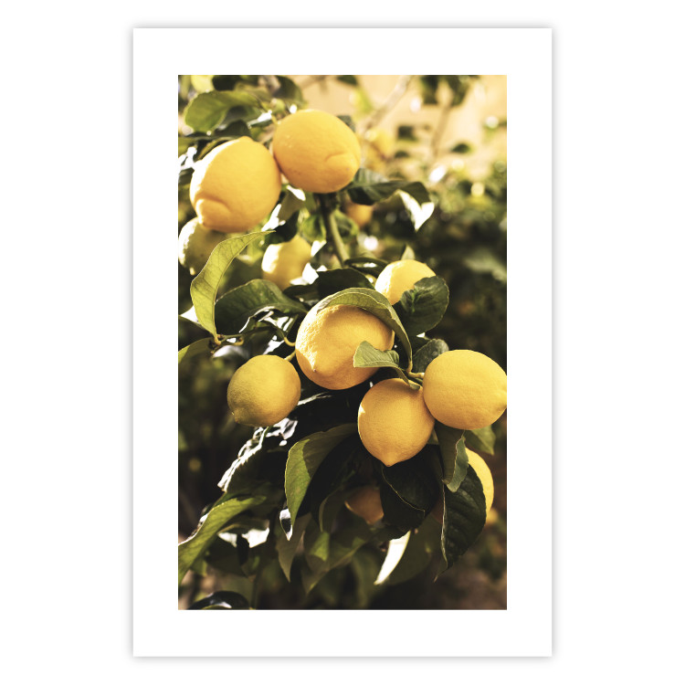 Poster Italian Citrus - composition with yellow lemons against green plants 135894 additionalImage 5
