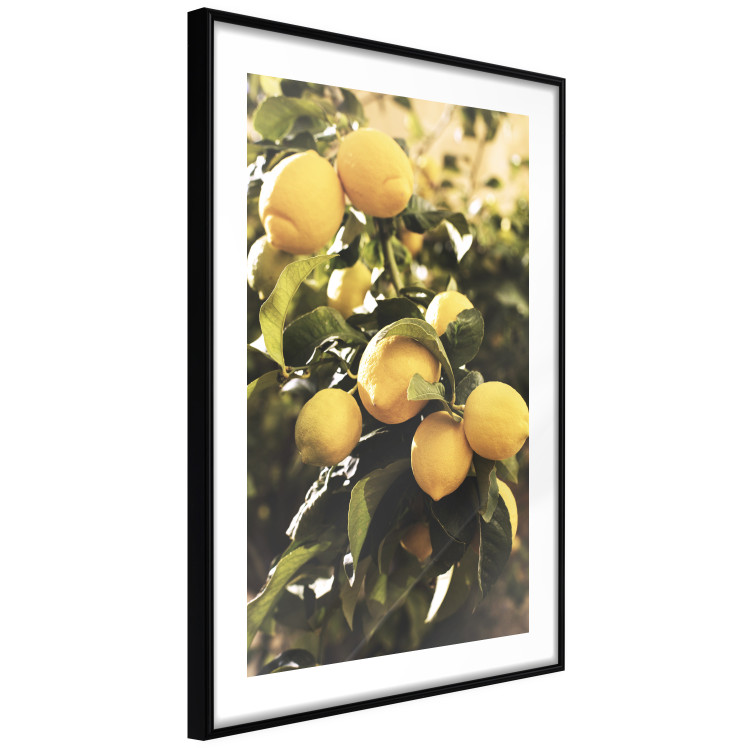 Poster Italian Citrus - composition with yellow lemons against green plants 135894 additionalImage 14