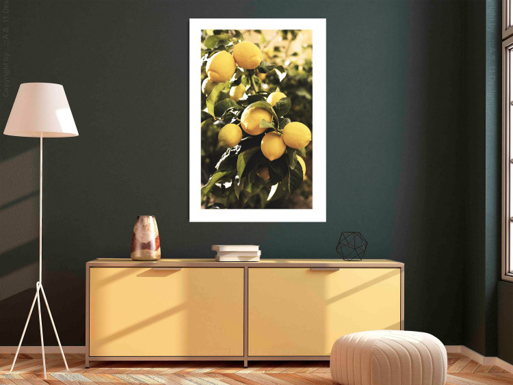 Poster Italian Citrus - composition with yellow lemons against green plants 135894 additionalImage 12