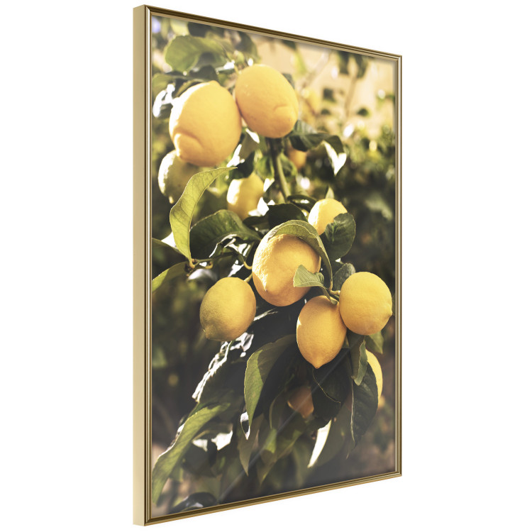 Poster Italian Citrus - composition with yellow lemons against green plants 135894 additionalImage 15