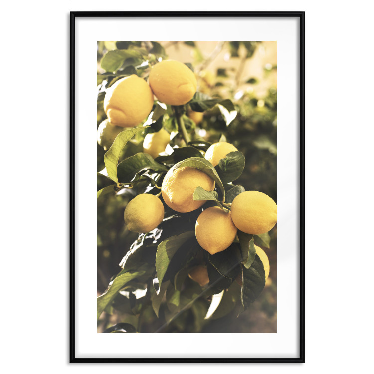 Poster Italian Citrus - composition with yellow lemons against green plants 135894 additionalImage 3