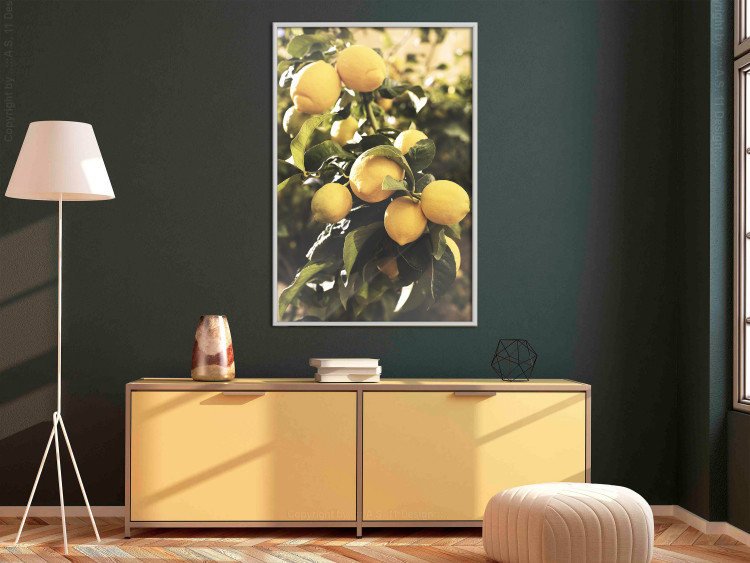 Poster Italian Citrus - composition with yellow lemons against green plants 135894 additionalImage 10