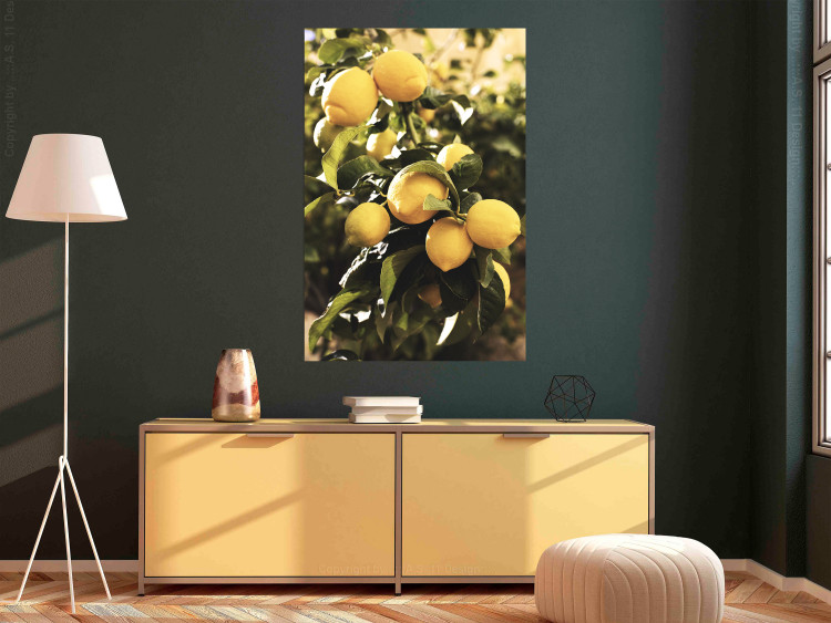Poster Italian Citrus - composition with yellow lemons against green plants 135894 additionalImage 11