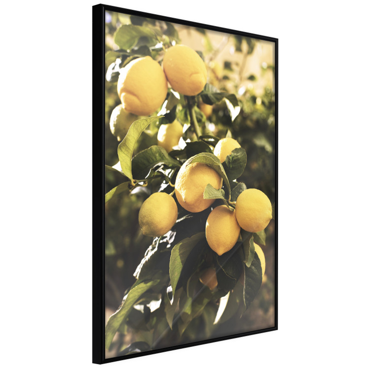 Poster Italian Citrus - composition with yellow lemons against green plants 135894 additionalImage 16