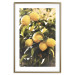 Poster Italian Citrus - composition with yellow lemons against green plants 135894 additionalThumb 2