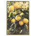 Poster Italian Citrus - composition with yellow lemons against green plants 135894 additionalThumb 4