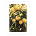Poster Italian Citrus - composition with yellow lemons against green plants 135894 additionalThumb 5