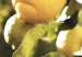 Poster Italian Citrus - composition with yellow lemons against green plants 135894 additionalThumb 18