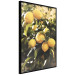 Poster Italian Citrus - composition with yellow lemons against green plants 135894 additionalThumb 16