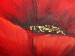 Canvas Poppies 48594 additionalThumb 2