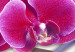 Canvas Orchid on a subdued background 55594 additionalThumb 4