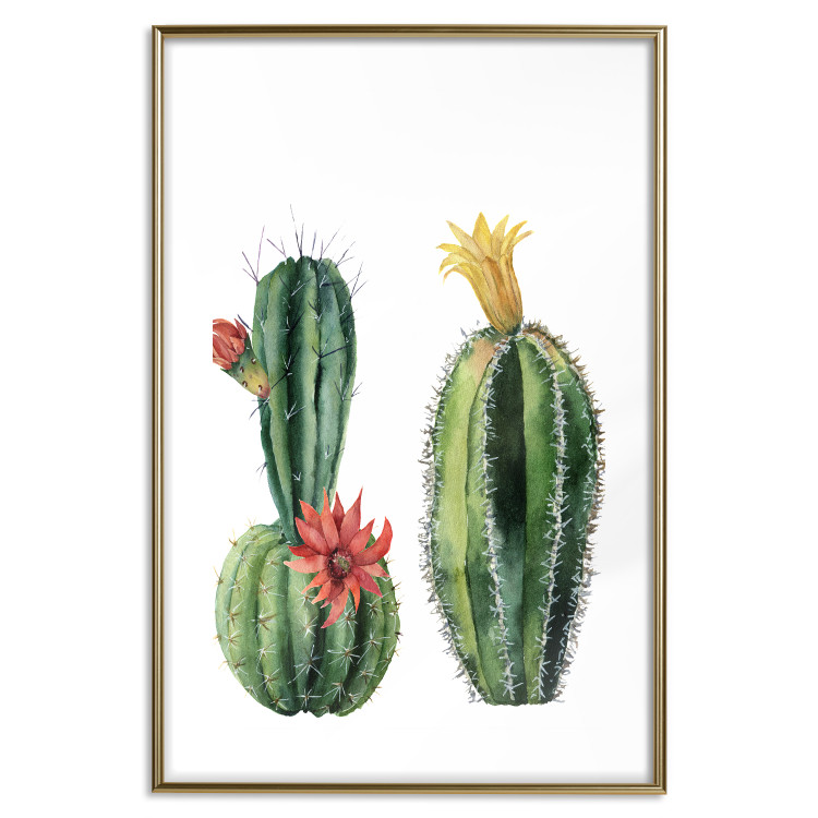 Wall Poster Cacti - composition of two blooming tropical plants on a white background 114305 additionalImage 16