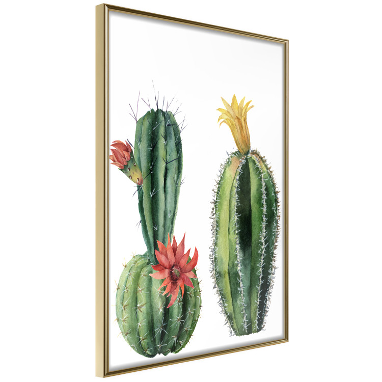 Wall Poster Cacti - composition of two blooming tropical plants on a white background 114305 additionalImage 12