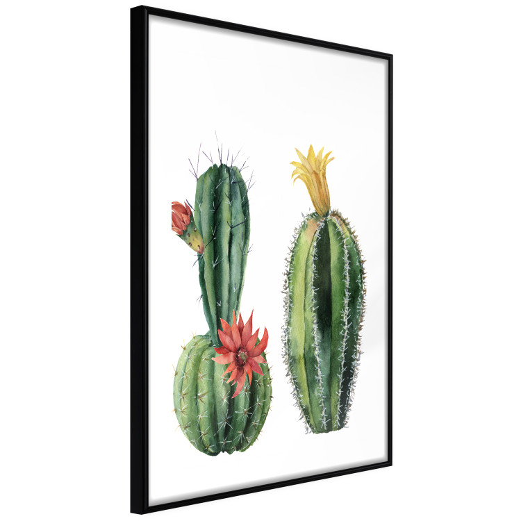 Wall Poster Cacti - composition of two blooming tropical plants on a white background 114305 additionalImage 13