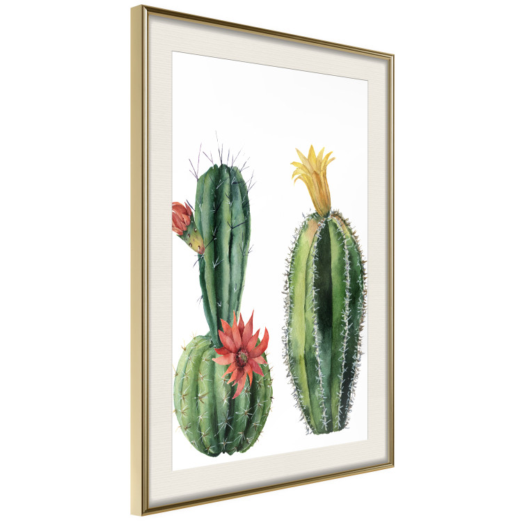 Wall Poster Cacti - composition of two blooming tropical plants on a white background 114305 additionalImage 2