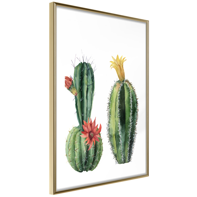 Wall Poster Cacti - composition of two blooming tropical plants on a white background 114305 additionalImage 8