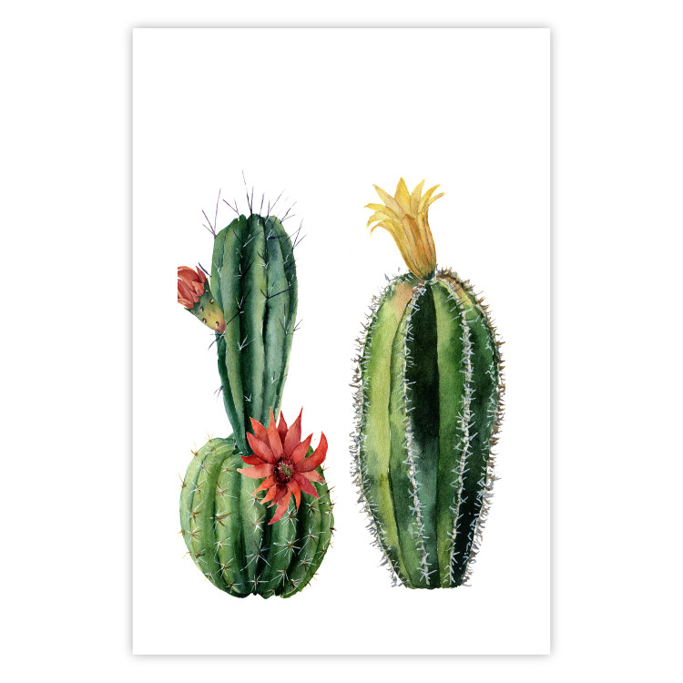 Wall Poster Cacti - composition of two blooming tropical plants on a white background 114305 additionalImage 25
