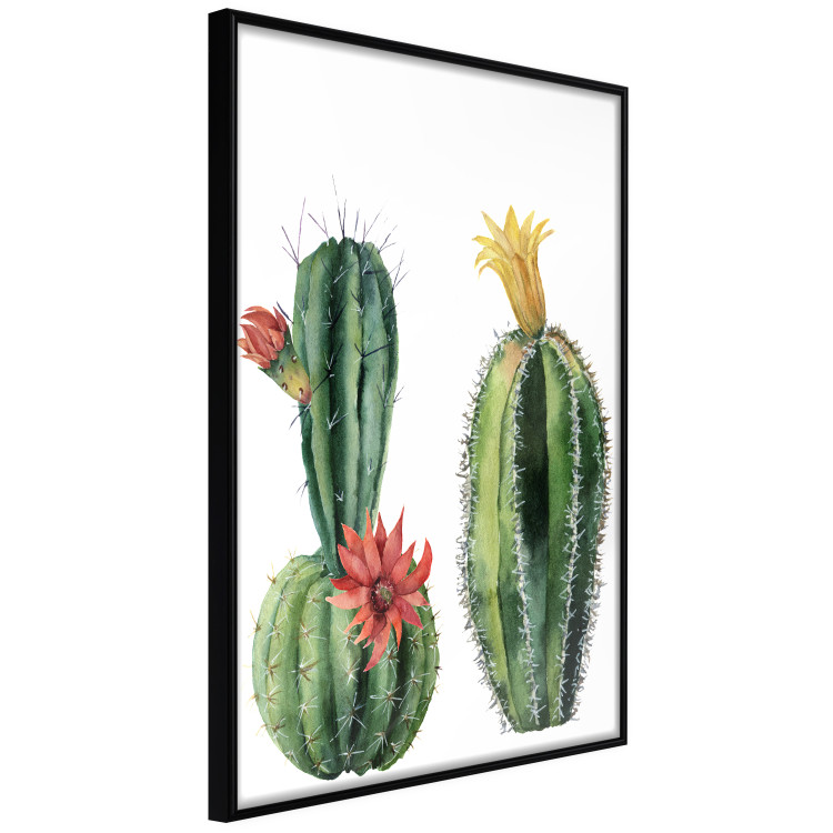 Wall Poster Cacti - composition of two blooming tropical plants on a white background 114305 additionalImage 10