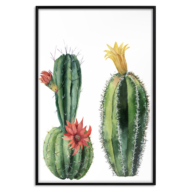 Wall Poster Cacti - composition of two blooming tropical plants on a white background 114305 additionalImage 18